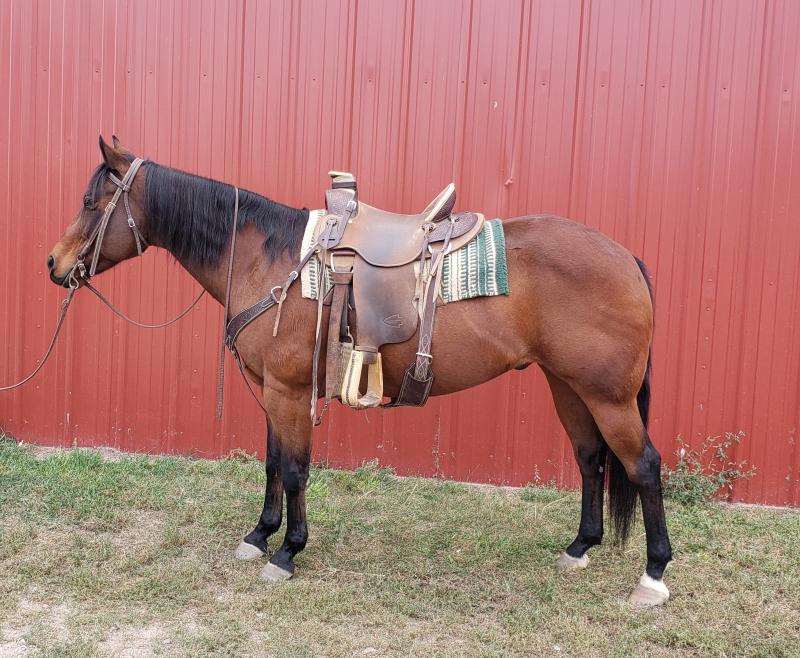 bay american quarter horse