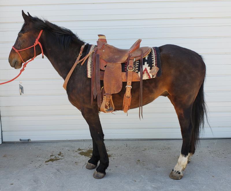 dark bay american quarter horse