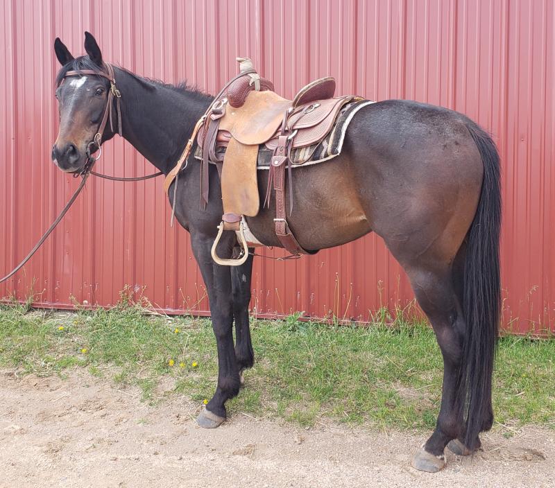 bay american quarter horse